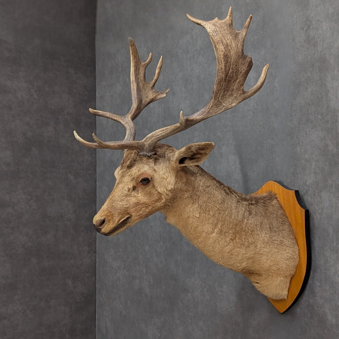 Vintage Thirteen Point Fallow Deer Taxidermy Shoulder Mount