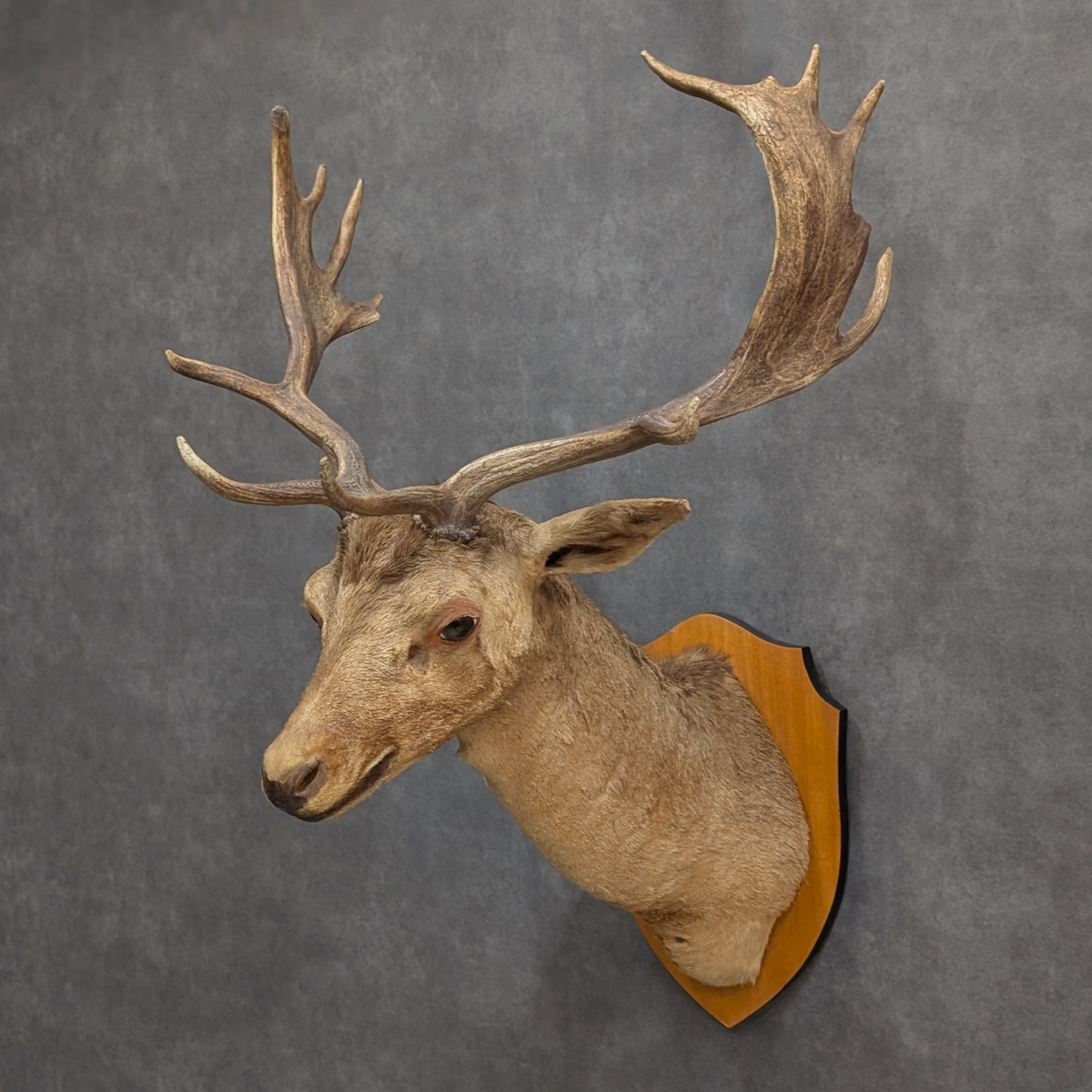 Vintage Thirteen Point Fallow Deer Taxidermy Shoulder Mount