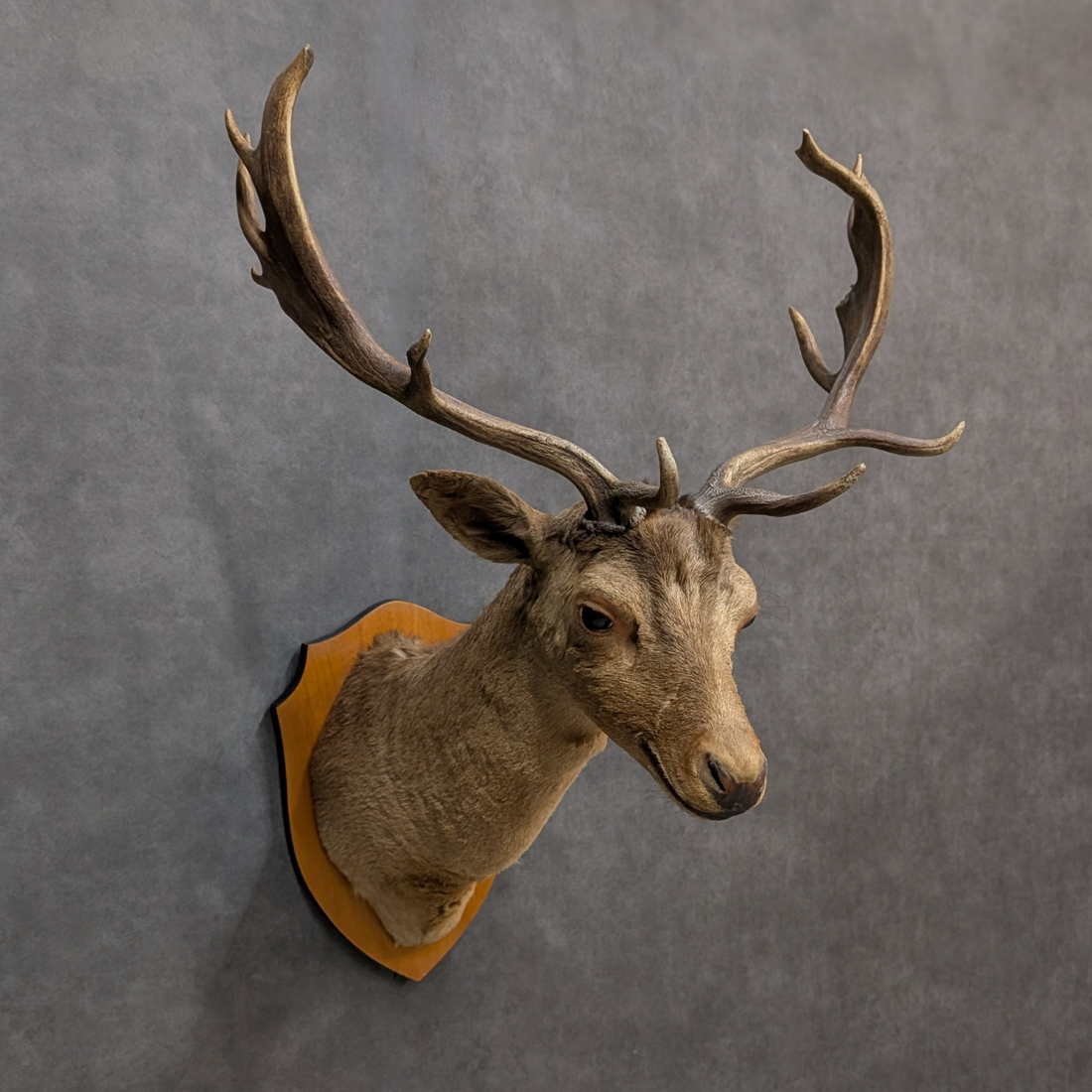 Vintage Thirteen Point Fallow Deer Taxidermy Shoulder Mount