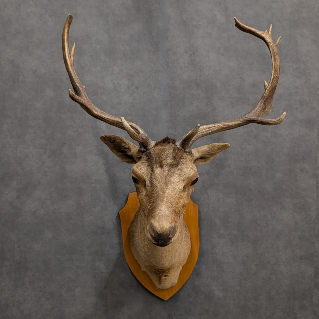 Vintage Thirteen Point Fallow Deer Taxidermy Shoulder Mount