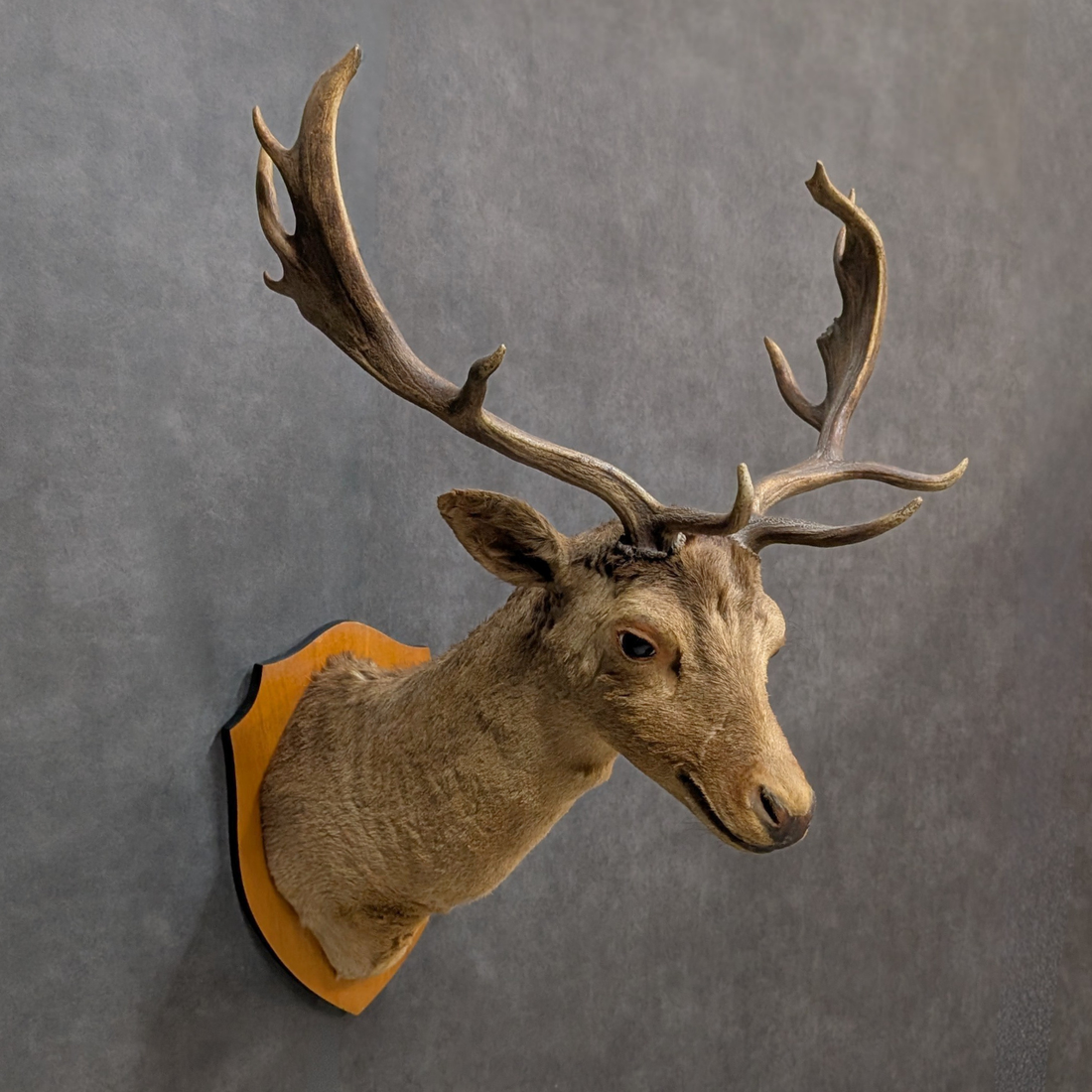 Vintage Thirteen Point Fallow Deer Taxidermy Shoulder Mount